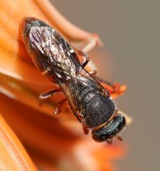 Hylaeus heraldicus