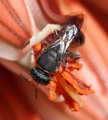 Hylaeus heraldicus