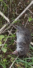 Crocidura pachyura
