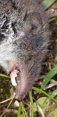 Crocidura pachyura