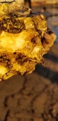 Ostreidae