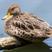 South American Yellow-billed Pintail - Photo (c) César Picar, some rights reserved (CC BY-NC-ND), uploaded by César Picar