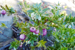 Gaultheria poeppigii