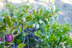 Gaultheria poeppigii
