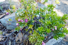 Gaultheria poeppigii