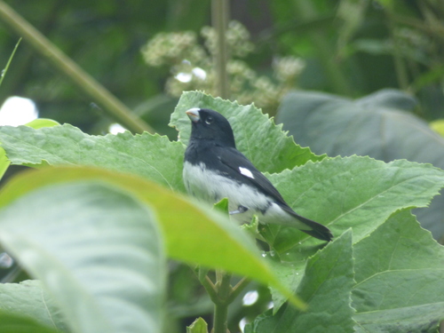 Sporophila luctuosa