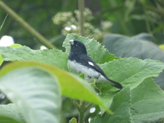 Sporophila luctuosa