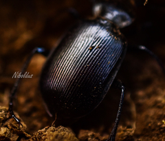 Calosoma vagans