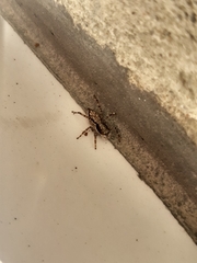 Menemerus bivittatus