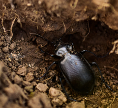 Calosoma vagans