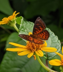 Parvospila lucianus