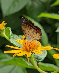 Parvospila lucianus