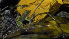 Pristimantis zeuctotylus