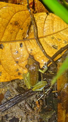 Pristimantis zeuctotylus