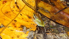 Pristimantis zeuctotylus