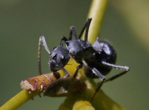 Savanna Spiny Sugar Ant