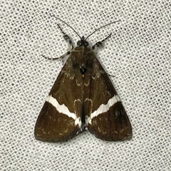 Coenotoca subaspersa