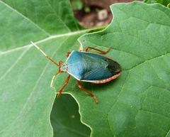 Edessa rufomarginata