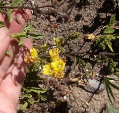 Hermannia saccifera