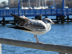 Larus delawarensis