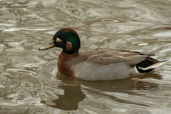 Anas crecca × platyrhynchos