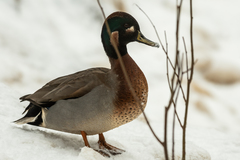 Anas crecca × platyrhynchos