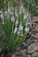 Veronica pinnata