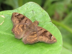 Nisoniades macarius
