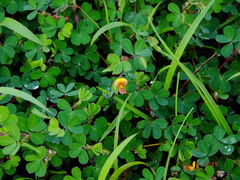 Geissaspis cristata tenella