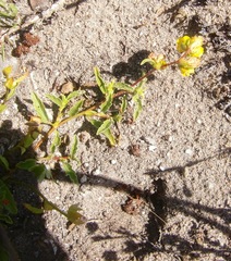 Hermannia saccifera