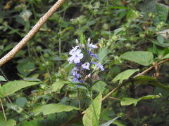 Eranthemum