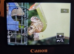 Pheucticus ludovicianus