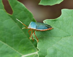 Edessa rufomarginata