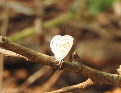 Leptotes plinius plinius