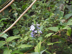 Eranthemum
