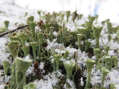 Cladonia borealis