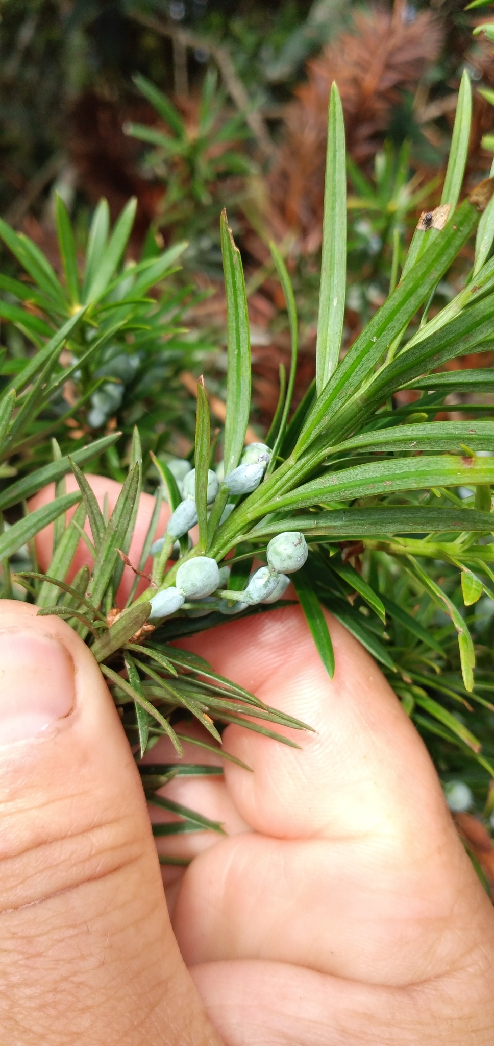 Podocarpus lambertii