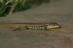 Ophisops elegans basoglui