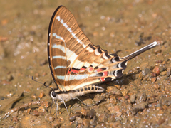 Graphium aristeus anticrates