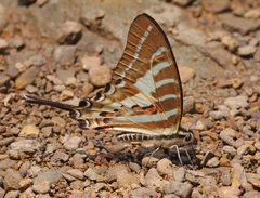 Graphium aristeus anticrates