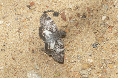 Chiomara asychis autander