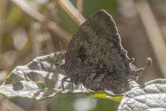Denivia deniva