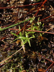 Eriocaulon truncatum