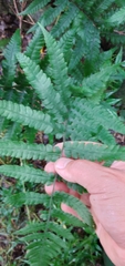 Deparia