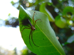 Oxyopes shweta