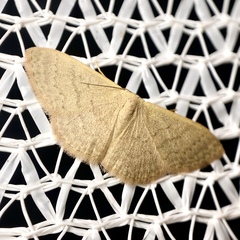 Idaea uniformis