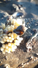 Nucella lapillus