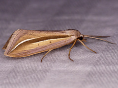 Doryodes spadaria