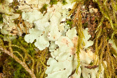 Flavoparmelia soredians