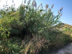 Phragmites australis altissimus